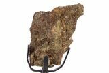 Fossil Triceratops Limb Section w/ Metal Stand - South Dakota #340077-1